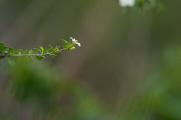 A delicate white wild flower stands prominently against a softly blurred green background, creating...