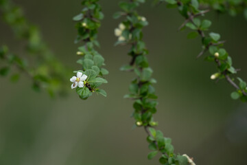 A delicate white wild flower stands prominently against a softly blurred green background, creating...