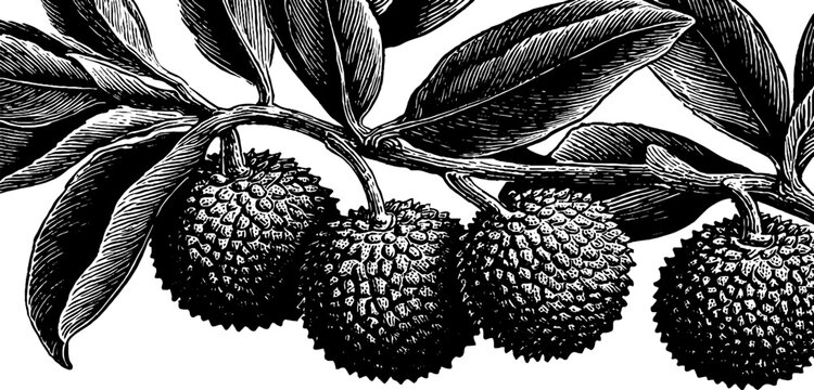 Vintage black and white engraving of lych tree branch with fruit and leaves