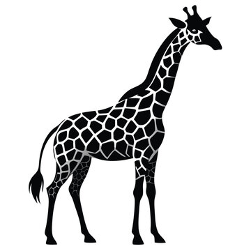 Silhouette of a giraffe