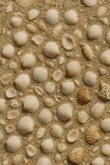 Close-up of various seashells scattered on sandy beach surface