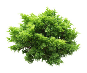 Fototapeta premium Lush green plant growth natural habitat botanical. Isolated on transparent background, png.