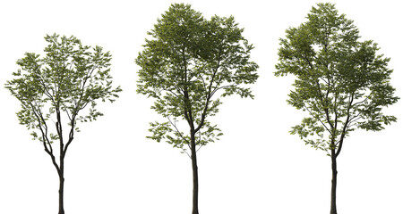 High Resolution Celtis Australis (European Hackberry) Trees with Lush Green Foliage Isolated