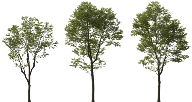 High Resolution Celtis Australis (European Hackberry) Trees with Lush Green Foliage Isolated