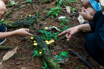 A mother is explaining to her two children about a yellow mushroom they found in the forest
