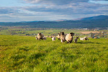 Pastoral image of a flock of sheep and lambs in a grassy field, with sprawling countryside and...
