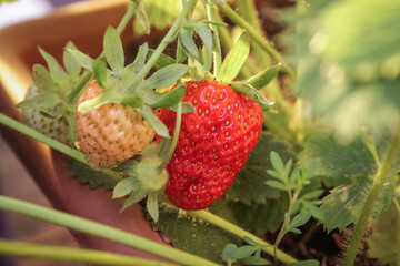 strawberry in the garden