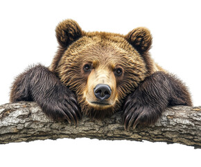 Obraz premium Relaxing grizzly bear forest wildlife natural habitat. Isolated on transparent background, png.