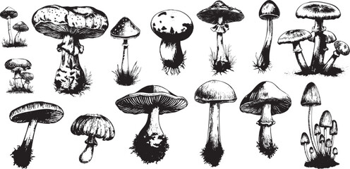 Vintage Engraving Mushrooms Set featuring Amanita, Liberty Cap, Psilocybe, Russula and Boletus — ideal for Autumn, Thanksgiving, and Cottagecore.