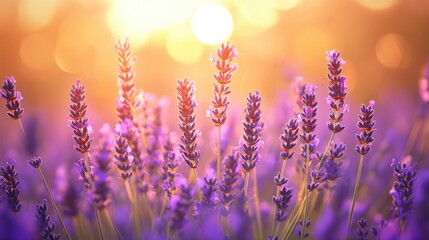 Fototapeta premium Beautiful lavender field at sunrise.