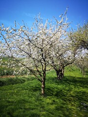 Fototapeta premium Blühende Obstbäume in der Wetterau 