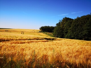 Getreidefeld in der Wetterau mit blauem Himmel 