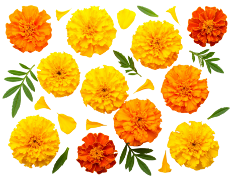 Flat Lay Arrangement of Marigold Flowers and Leaves, isolated on a transparent background