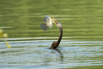 Oriental darter 