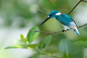 Fototapeta premium Small Blue Kingfisher on a branch waiting for small fish underwater, Small blue kingfisher perched on a branch near the river