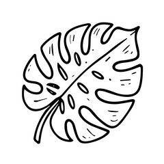 Doodle sketch vector illustration of a Monstera leaf on transparent background for tropical and botanical design