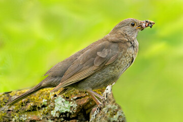 Amsel  mit Futter  für  den  Nachwuchs