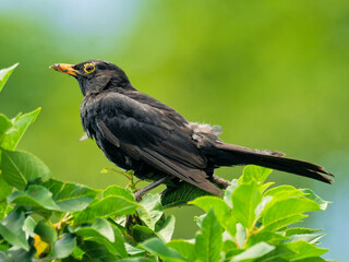 Amsel im Apfelbaum