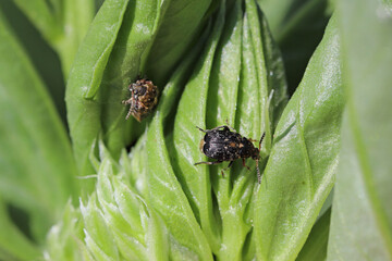 Bean seed beetle Bruchus rufimanus adult beetles on broad beans in an agricultural field.
