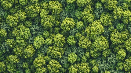 Green treetops in the forest as a natural background