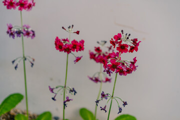 Closeup of flowers of a mealy primrose Primula pulverulenta in a garden in early summer