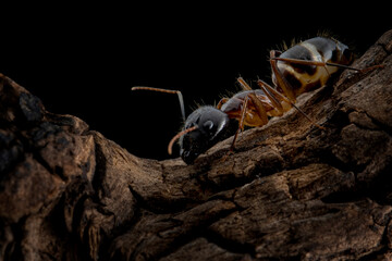 Black head Banded Sugar Ant (Camponotus consobrinus) closeup isolated on wood, Closeup Banded Sugar...