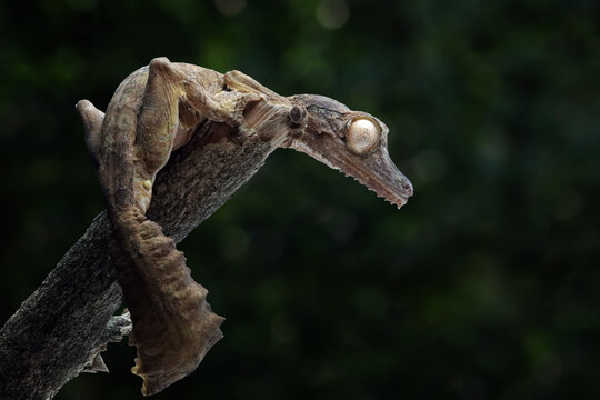 Leaf-tailed gecko (Uroplatus henkeli) closeup on tree, Leaf-tailed gecko (Uroplatus henkeli) perched on a branch