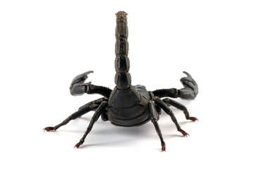 Back view of the Asian  forest scorpion 