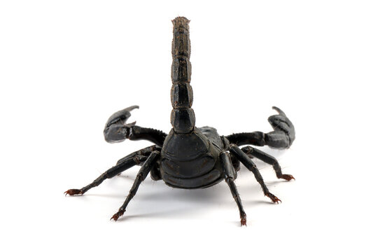 Back view of the Asian  forest scorpion "Heterometrus spinifer" closeup on isolated background, Asian  forest scorpion closeup