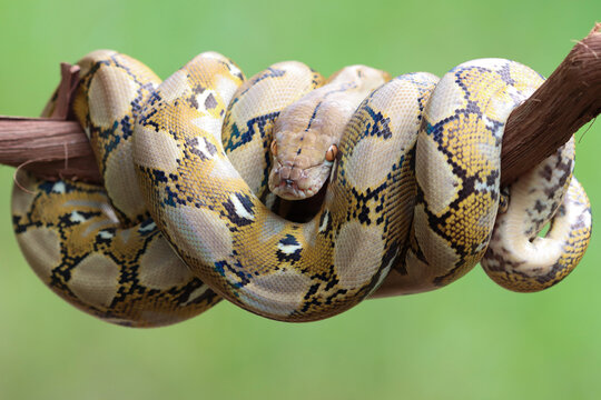 Reticulated Python snake sleeping on branch, Pythonidae snake closeup on branch