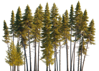 Larix occidentalis, Western Larch Tree Clump in Sunlight Isolated