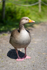 pretty goose 