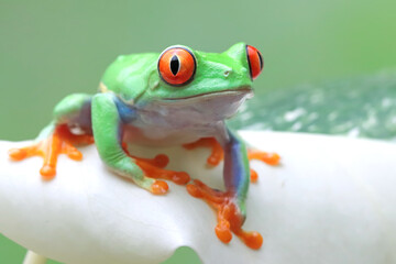 Red-eyed tree frog closeup on monstera varigata leaves, red-eyed tree frog (Agalychnis callidryas) closeup, Exotic animal of rain forest