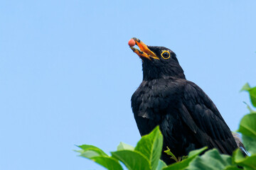 Amsel im Baum