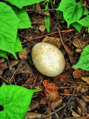 A close-up of a single peacock egg resting on the forest floor, surrounded by soil, dried leaves,...