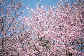 満開の春桜
