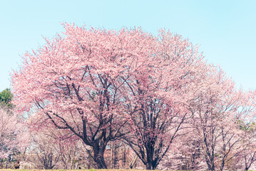 満開の桜