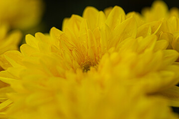 Extreme close-up of a yellow chrysanthemum with soft petal details and natural texture, capturing the beauty of botanical elegance in nature.