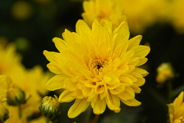 Bright yellow chrysanthemum macro with a small insect in the center, capturing nature's vibrant beauty and floral detail, perfect for spring or gardening themes.
