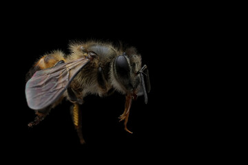 Insect carcasses varroa bee mite or honey bee on isoated background, varroa bee mite closeup, Honey bee on isoated background