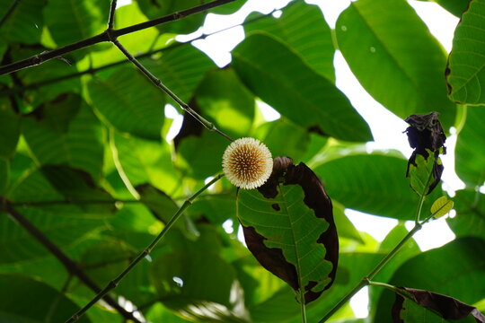flower of a Kadamba tree, also known Neolamarckia cadamba or Haldina cordifolia