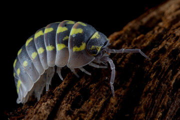 Armadillidium Gestroi Isopod closeup on wood, Armadillidium Gestroi Isopod closeup on isolated...