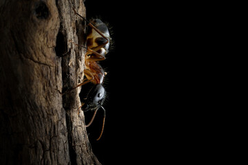 Black head Banded Sugar Ant (Camponotus consobrinus) closeup isolated on wood, Closeup Banded Sugar...
