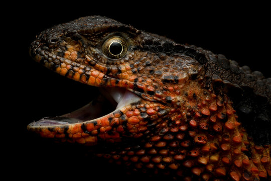 Chinese Crocodile Lizard (Shinisaurus Crocodilurus) closeup on isolated background. Chinese Crocodile Lizard closeup head