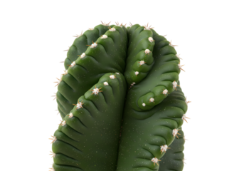 Closeup of a Cereus Repandus Cactus