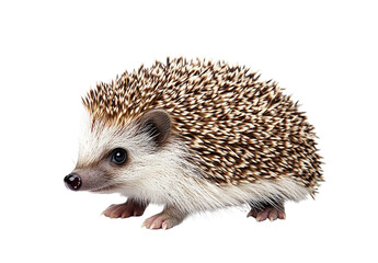 Obraz premium Adorable Hedgehog, Isolated on Transparent PNG, Studio Shot, Wildlife, Cute Animal