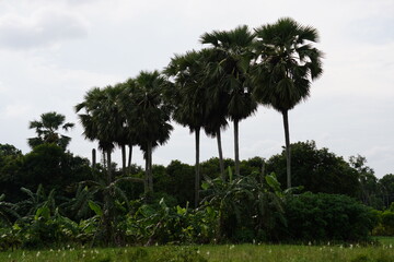 several Palmyra palm trees beside the agriculture field 