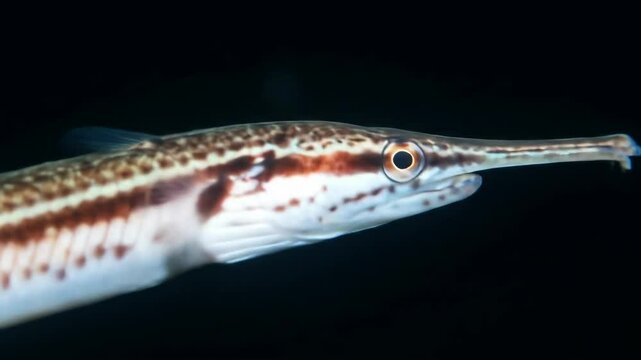 Close-up of single Dusky pipefish swimming in dark sea; Marine life, underwater.