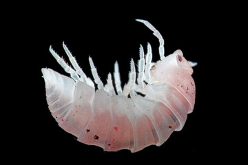 Cubaris sp Pink Panda King isopod on isolated background, Closeup Cubaris sp Pink Panda King isopod