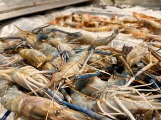 fresh shrimp Blue leg on ice